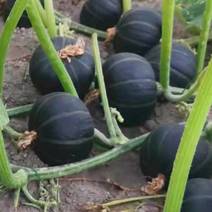 黑珍珠贝贝南瓜种子，产量高，口感香甜糯，果型美观卖价高