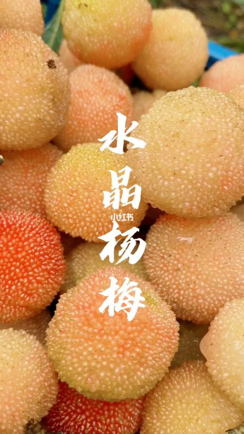 水晶白杨梅苗3年苗嫁接苗杯苗带土带叶发货的