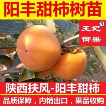 火罐柿苗产地直销保证质量品系全国发货包邮包售后