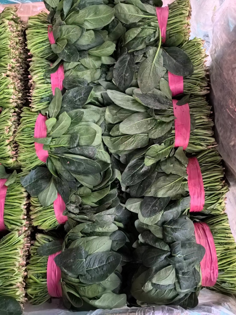 聊城大叶菠菜万亩大棚种植承接商超电商按需加工代发全国