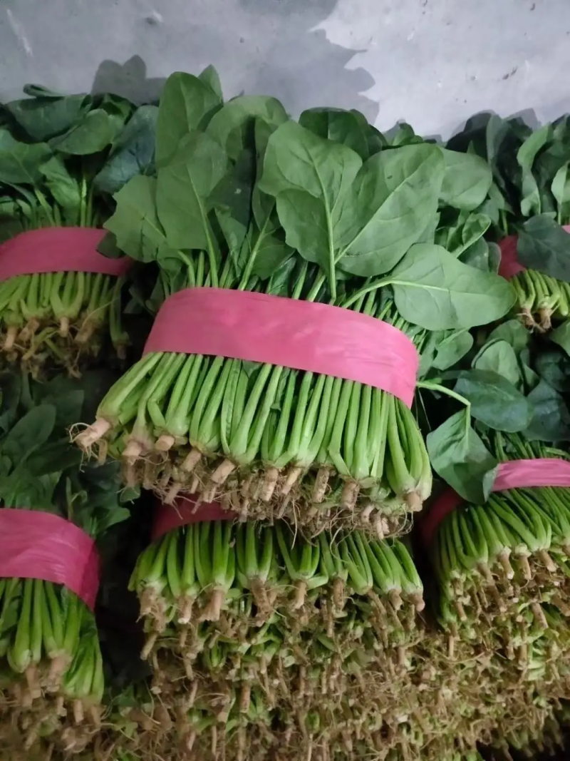 聊城大叶菠菜万亩大棚种植承接商超电商按需加工代发全国