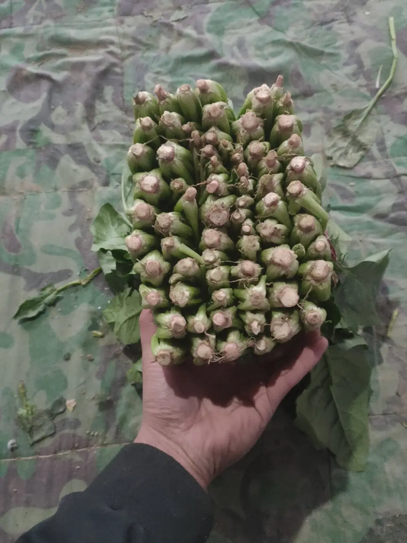 聊城大叶菠菜万亩大棚种植承接商超电商按需加工代发全国