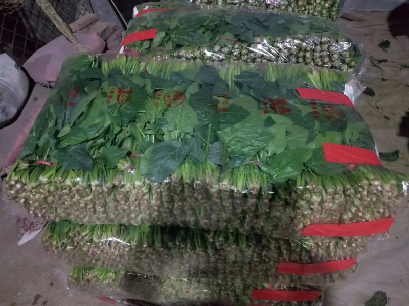 聊城大叶菠菜万亩大棚种植承接商超电商按需加工代发全国