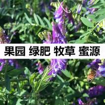 光叶紫花苕种子苕子种籽毛苕子草籽蜜源绿肥种籽果园野豌豆