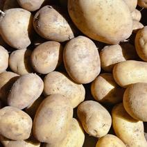 土豆种