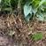 根径植物金果榄苗，它喜欢土质松，喜阴，种植解单，投资少，