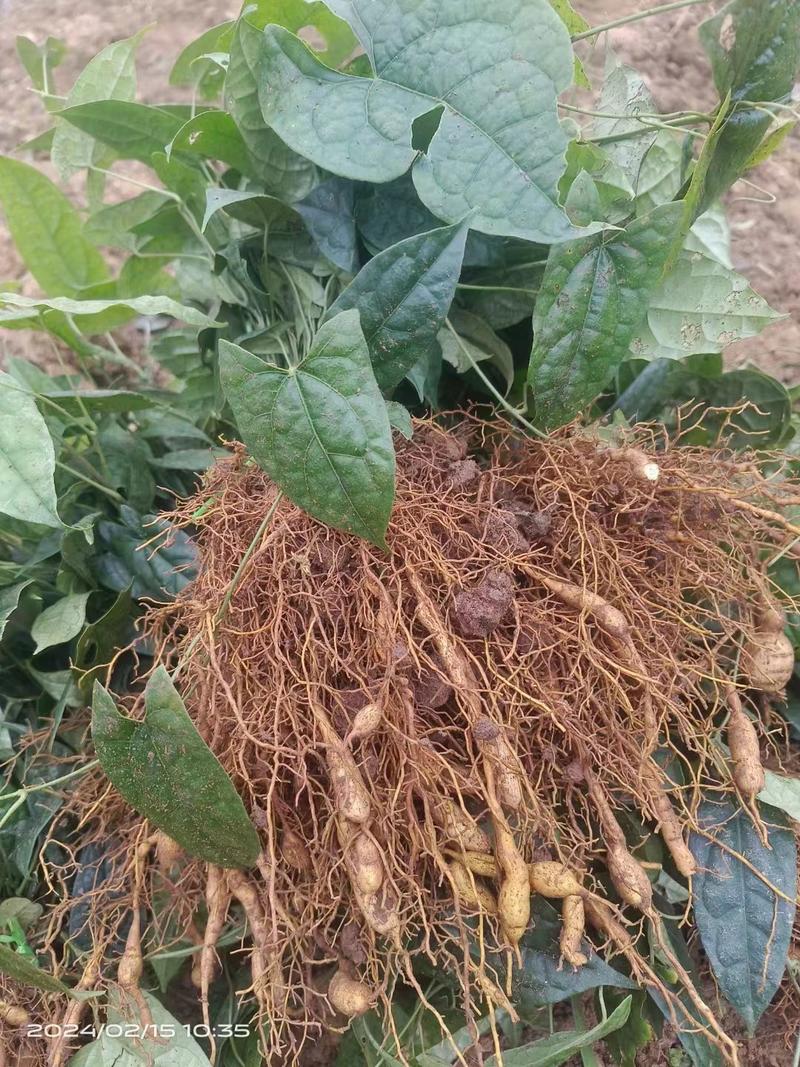 根径植物金果榄苗，它喜欢土质松，喜阴，种植解单，投资少，