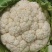 汉中菜花1~3斤乳白紧花个头匀称产地直供一手货