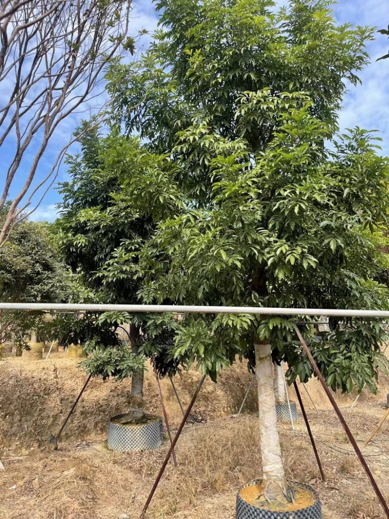 海南红豆