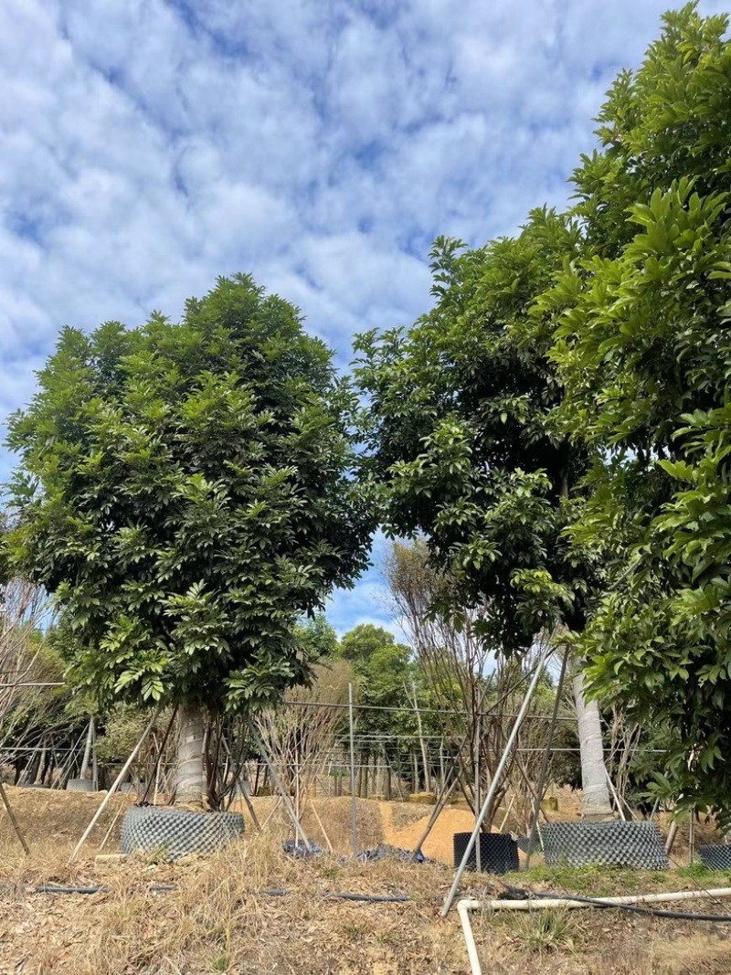 海南红豆