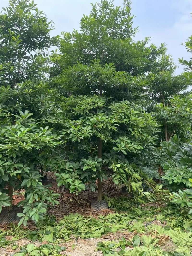 尖叶杜英