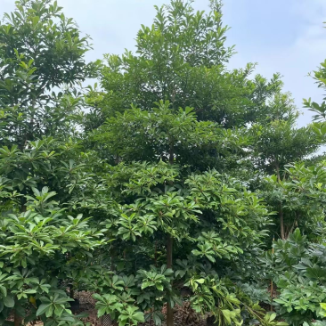 尖叶杜英