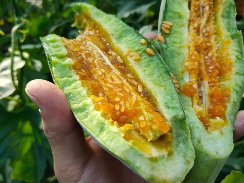 山东潍坊羊角蜜5斤包邮