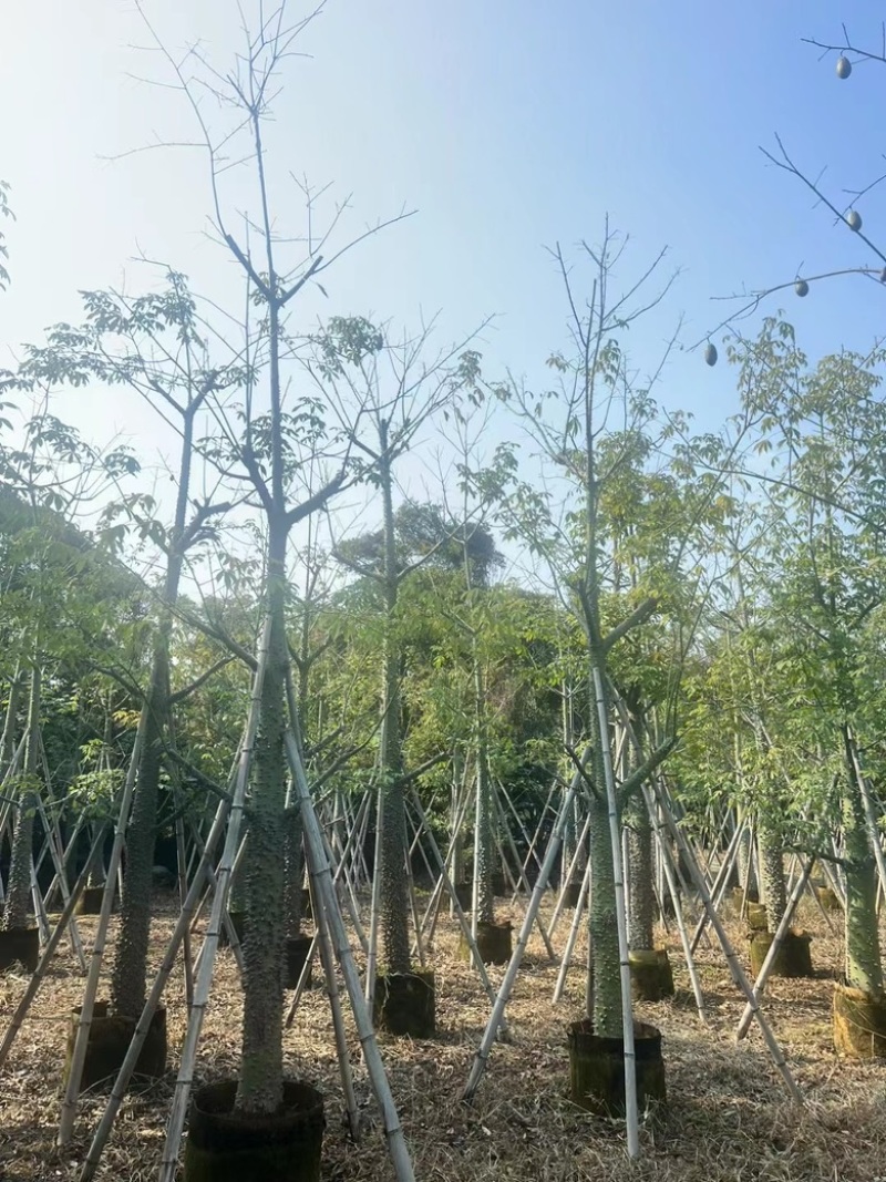 美丽异木棉