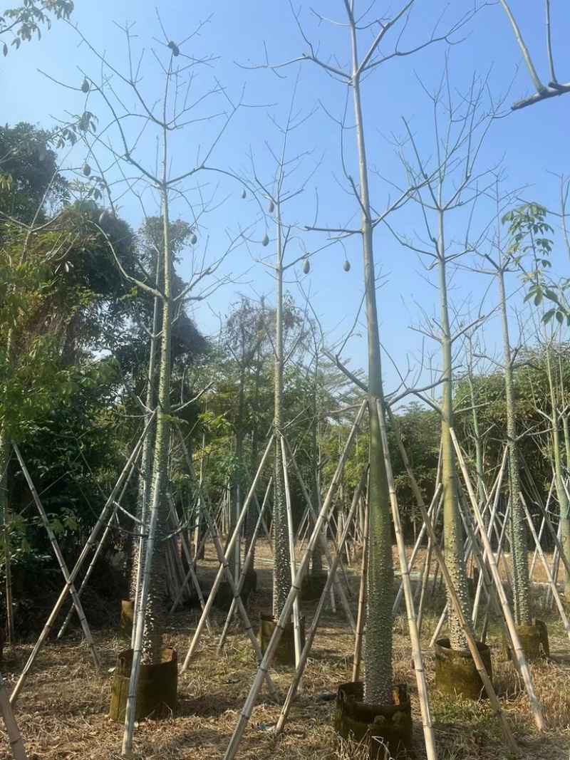 美丽异木棉