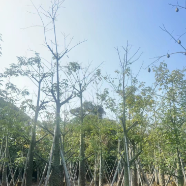 美丽异木棉