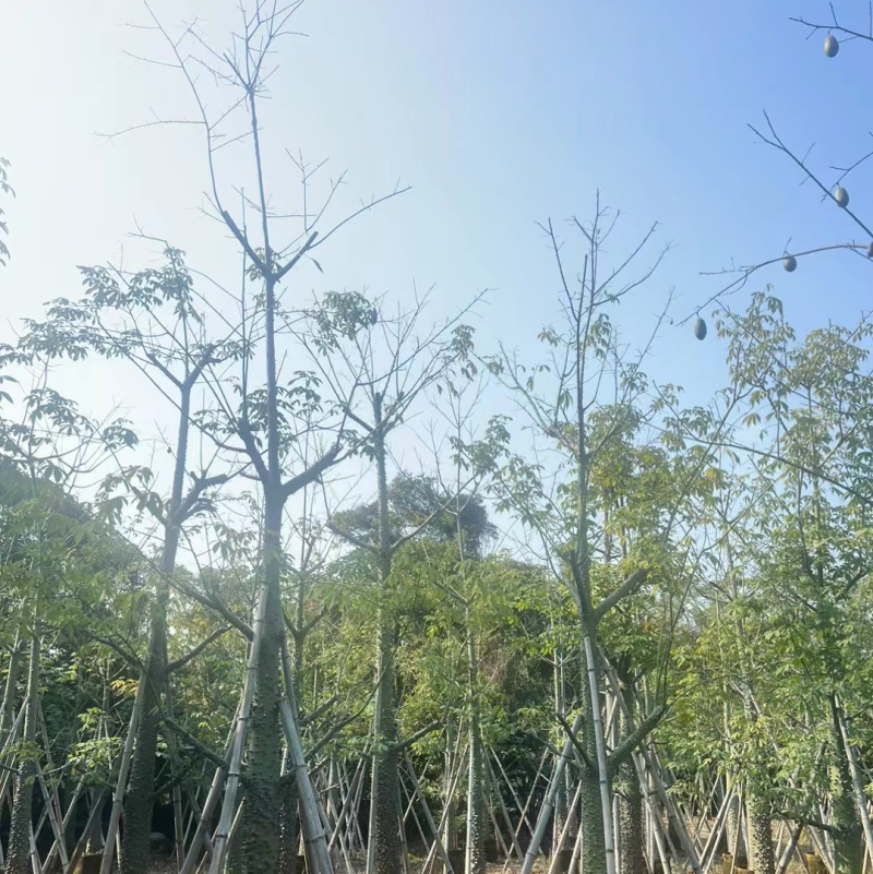美丽异木棉