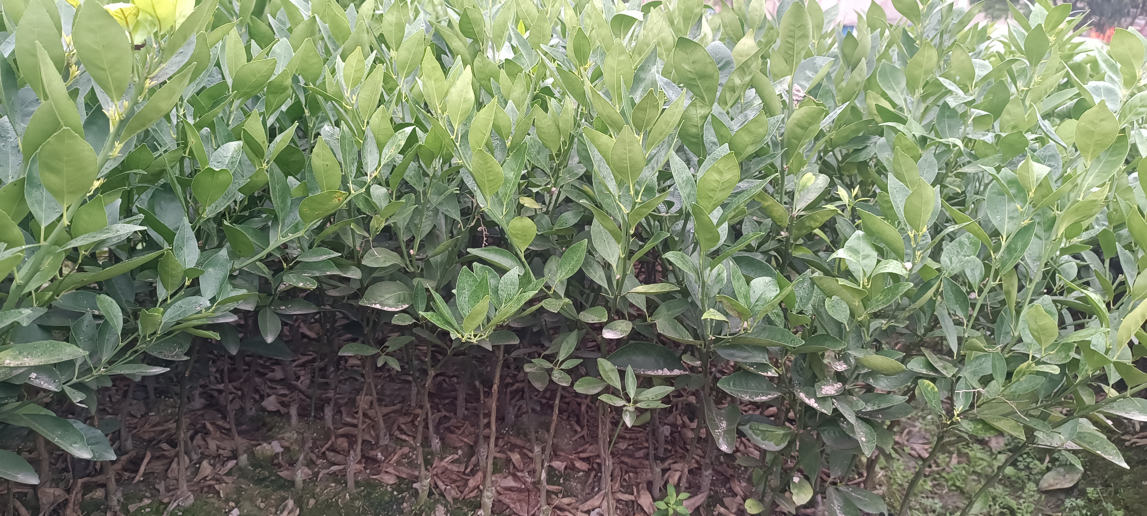 皇帝柑果树苗特写：嫁接部位清晰可见，砧木粗壮，接穗新芽饱满翠绿，根系呈白色须根团状，苗高约40–60cm，带营养杯土球完整