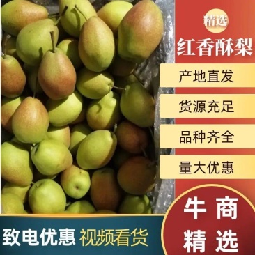 精品红香酥梨产地直发品质保证对接各类客户，大量供应