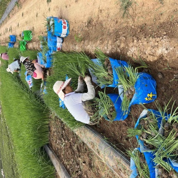 马兰多芽马兰马兰种植基地优质马兰供应青州宿根草花