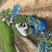 马兰多芽马兰马兰种植基地优质马兰供应青州宿根草花
