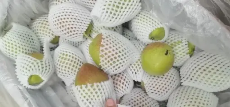 精品红香酥梨产地直发品质保证对接各类客户，大量供应