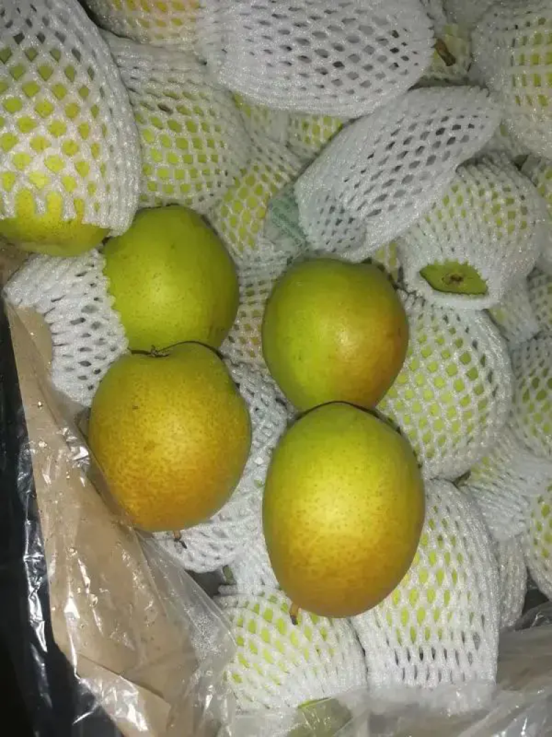 精品红香酥梨产地直发品质保证对接各类客户，大量供应