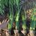 马兰多芽马兰马兰种植基地优质马兰供应青州宿根草花