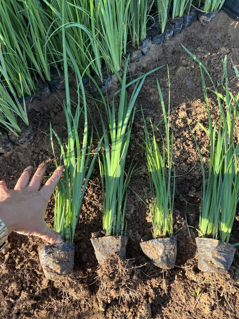 马兰多芽马兰马兰种植基地优质马兰供应青州宿根草花