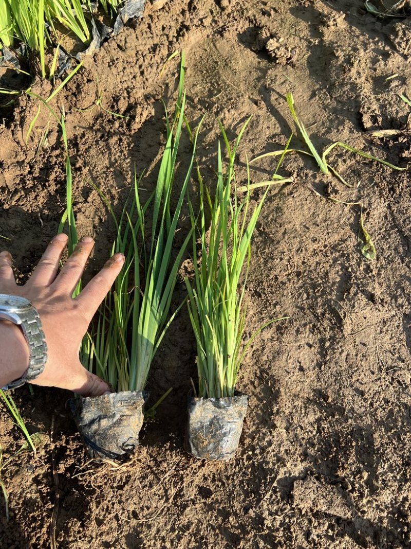 马兰多芽马兰马兰种植基地优质马兰供应青州宿根草花