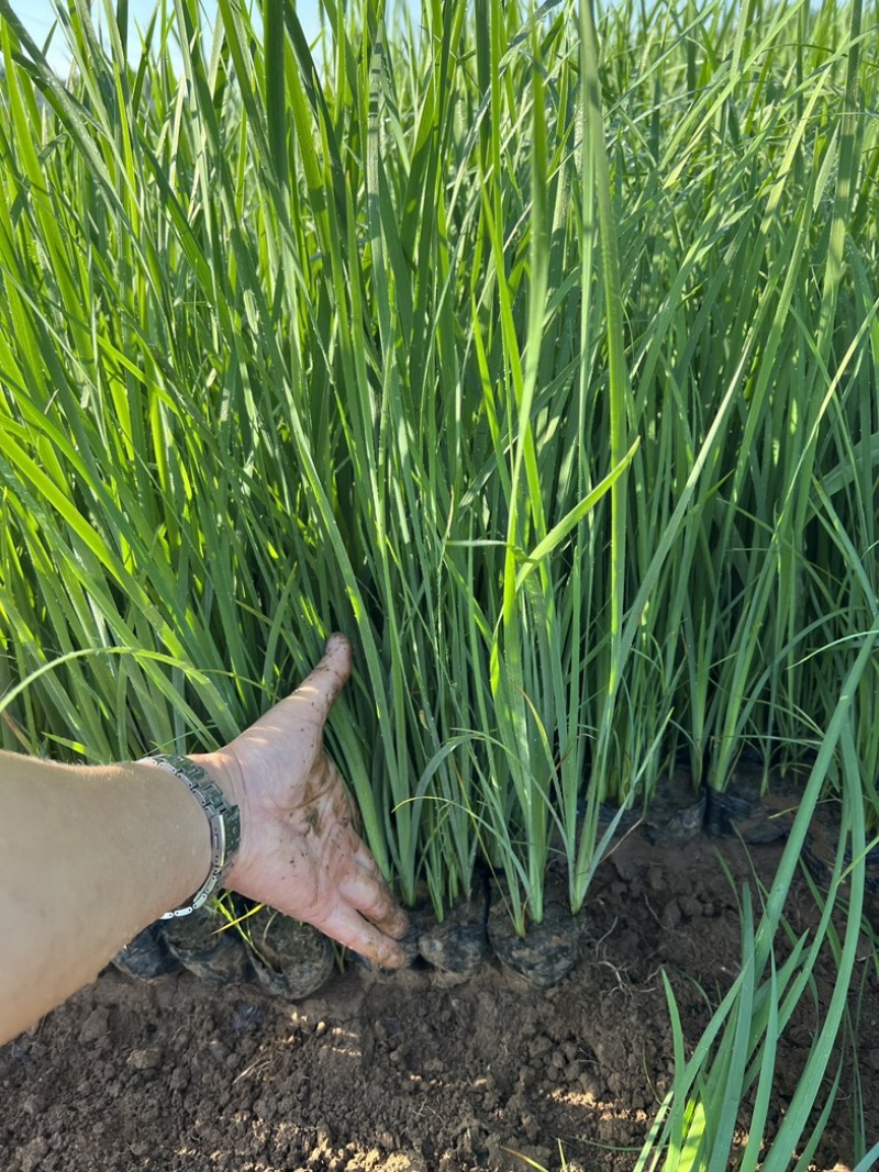 马兰多芽马兰马兰种植基地优质马兰供应青州宿根草花