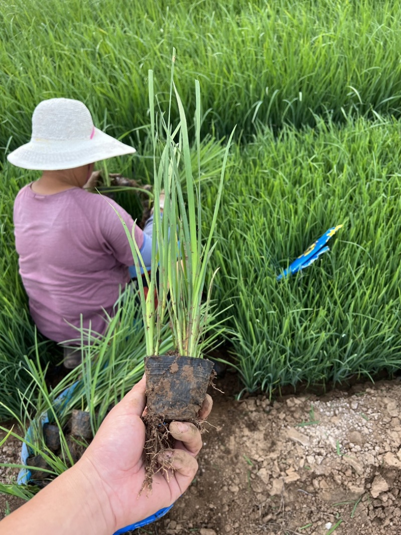 马兰多芽马兰马兰种植基地优质马兰供应青州宿根草花