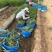 马兰多芽马兰马兰种植基地优质马兰供应青州宿根草花