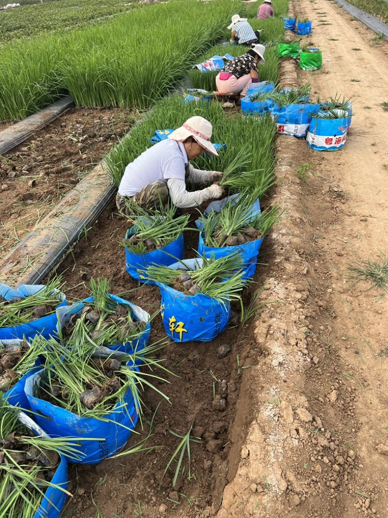 马兰多芽马兰马兰种植基地优质马兰供应青州宿根草花