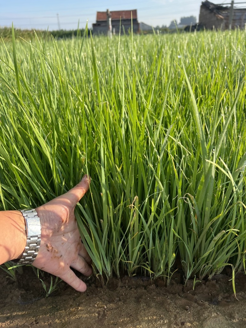 马兰多芽马兰马兰种植基地优质马兰供应青州宿根草花