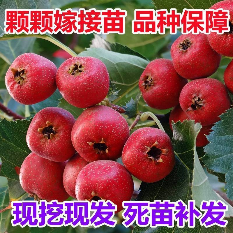 山楂树苗嫁接大金星山楂苗大五棱甜红子山楂树苗保品种