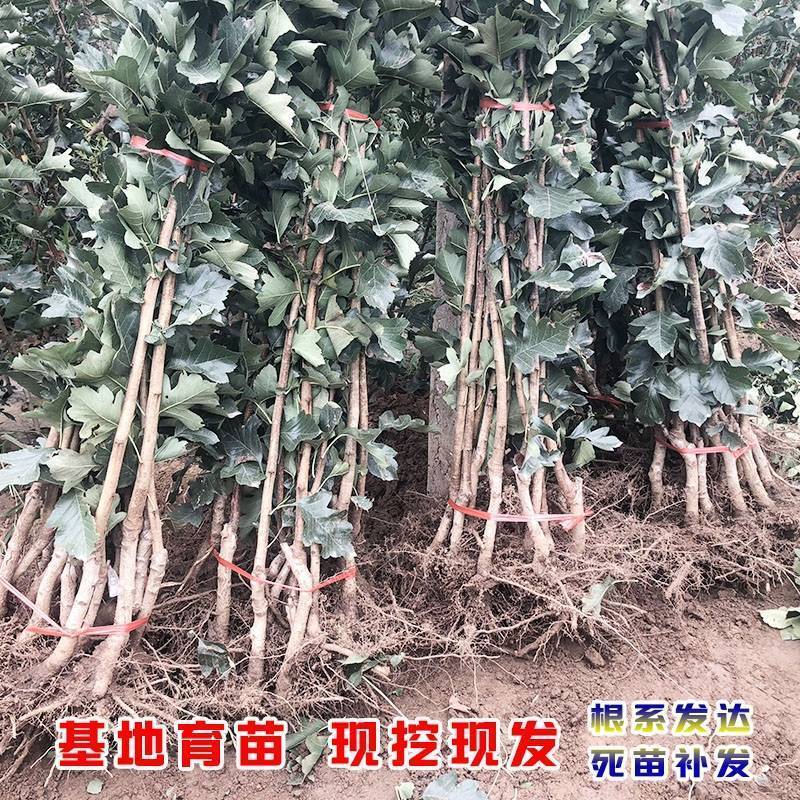山楂树苗嫁接大金星山楂苗大五棱甜红子山楂树苗保品种