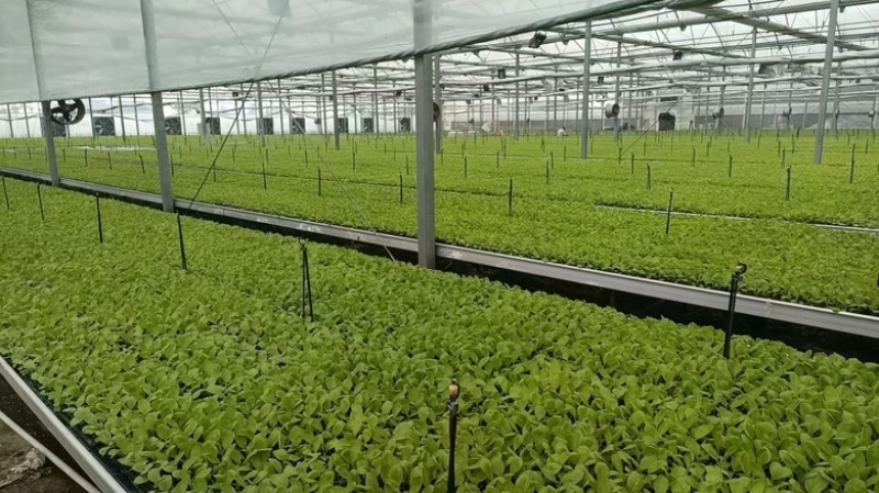 预定开始成都简阳现货微萌美都嫁接西瓜苗
