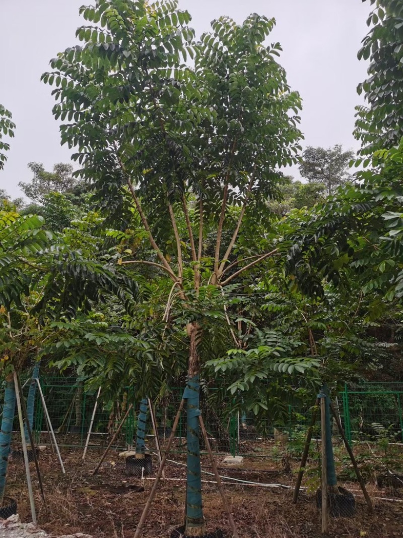 火焰木