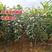 秋月梨苗新品种特大果梨树苗保品种保成活秋月梨