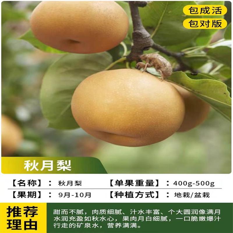 秋月梨苗新品种特大果梨树苗保品种保成活秋月梨