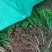 贵州山奈五香草种植煮牛羊狗肉粉专用茴香菖蒲种苗产地直供