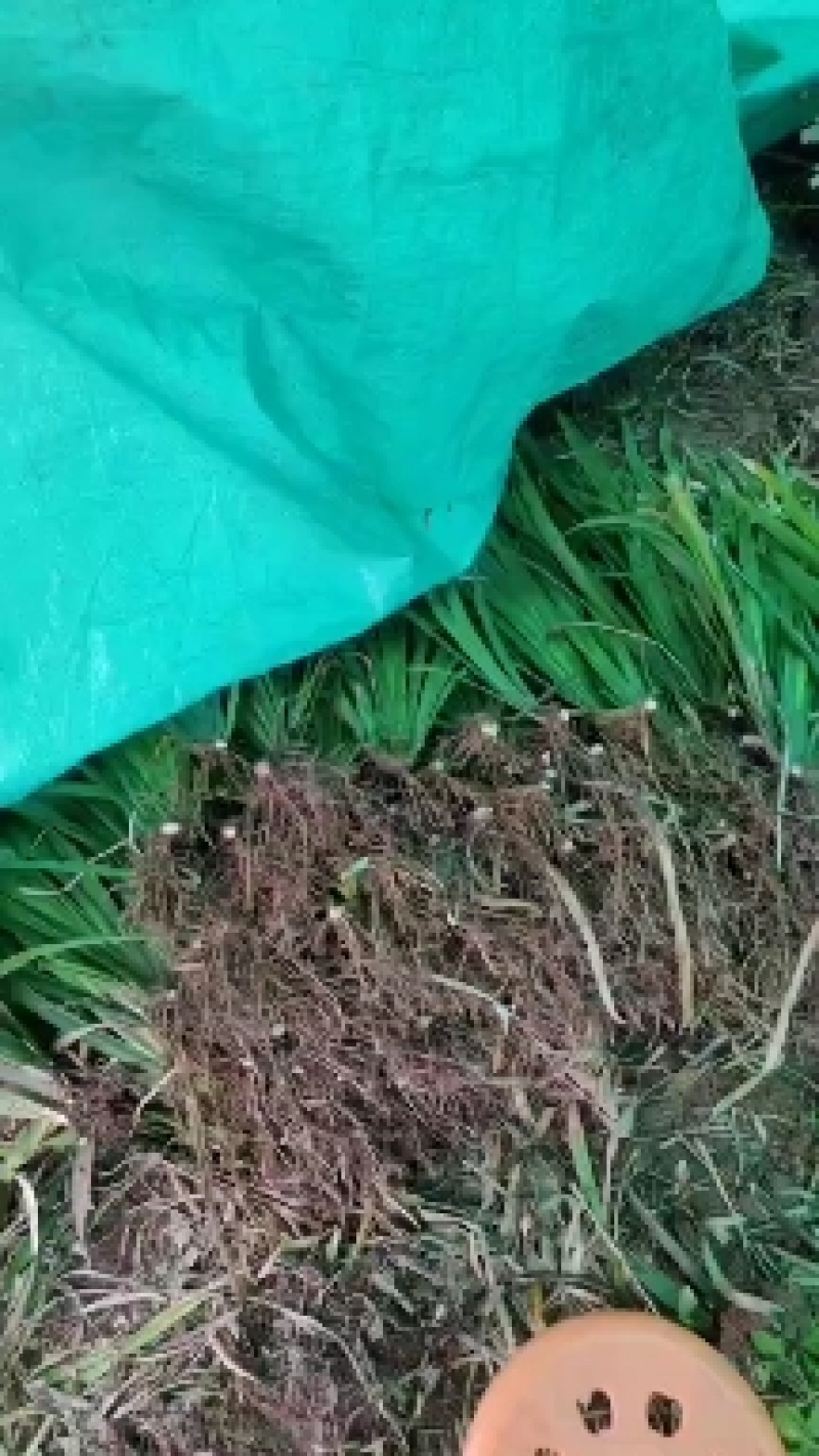 贵州山奈五香草种植煮牛羊狗肉粉专用茴香菖蒲种苗产地直供