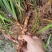 贵州山奈五香草种植煮牛羊狗肉粉专用茴香菖蒲种苗产地直供