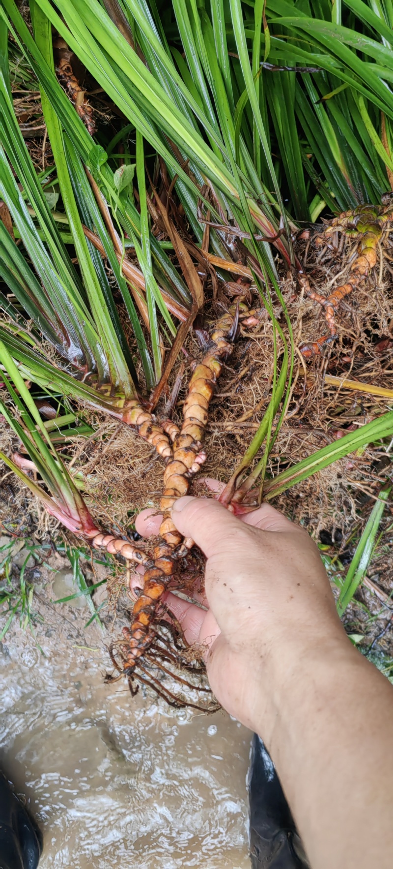 贵州山奈五香草种植煮牛羊狗肉粉专用茴香菖蒲种苗产地直供