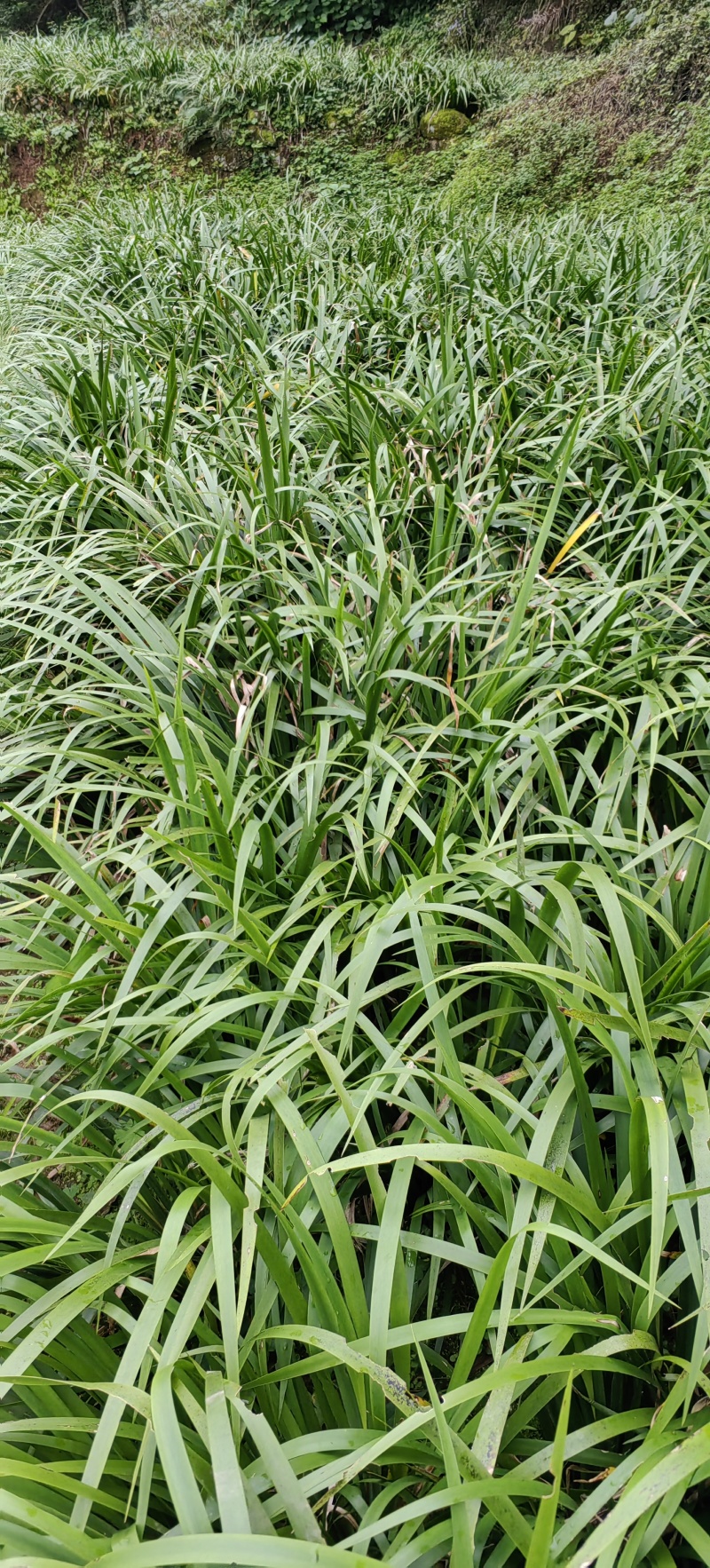 贵州山奈五香草种植煮牛羊狗肉粉专用茴香菖蒲种苗产地直供