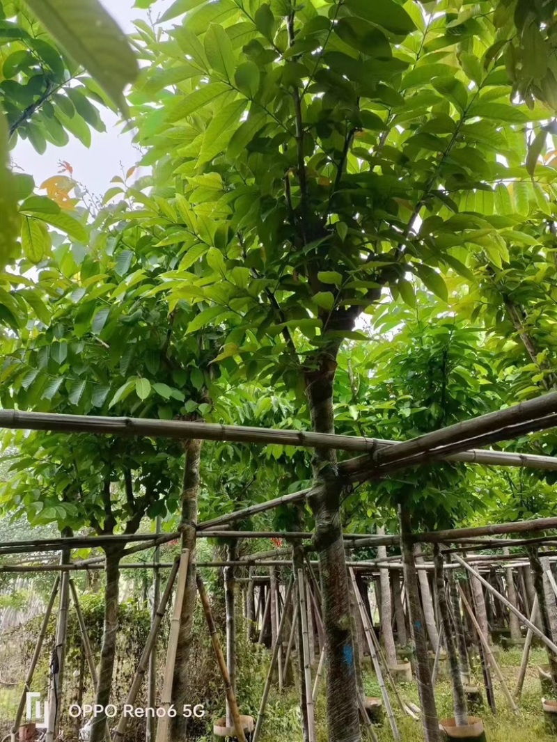 大叶紫薇