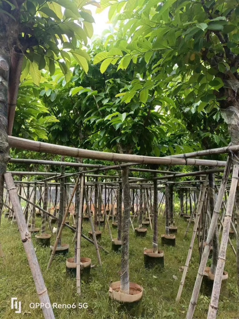 大叶紫薇