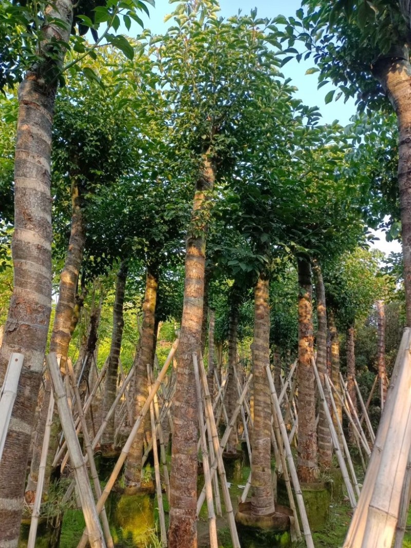 秋枫