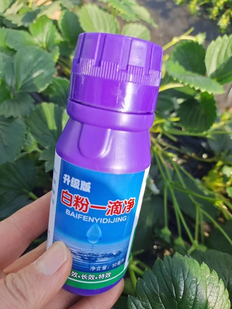 白粉一滴净大棚果蔬专用草莓甜瓜黄瓜西瓜冬瓜辣椒茄子等